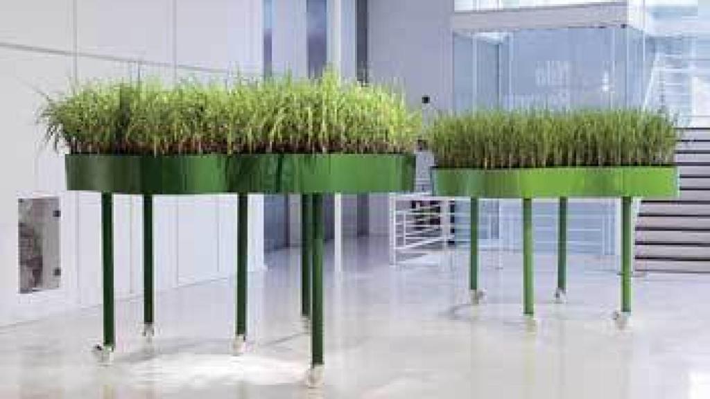 Image: Victoria de Brasil