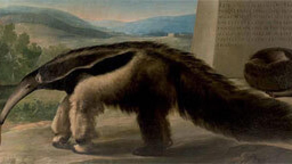 Image: ¿Un oso hormiguero pintado por Goya?