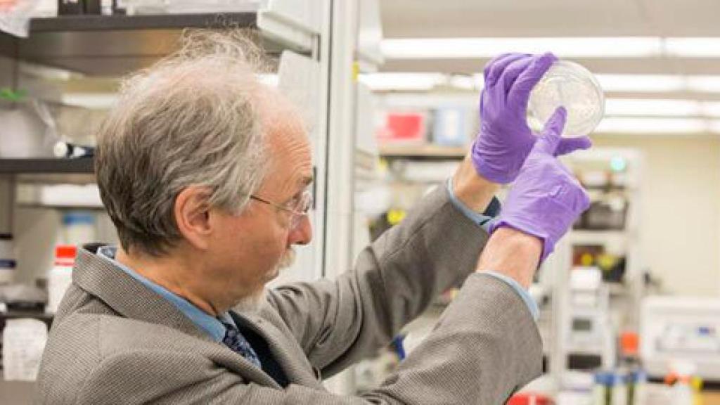 Image: Replicando la vida