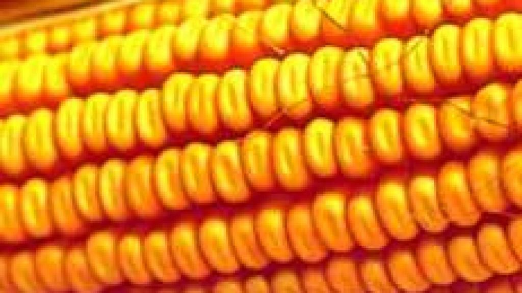 Image: Transgénicos cara y cruz