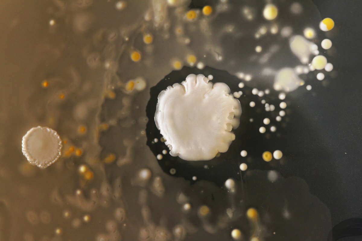 Bacterias-smartphone-0