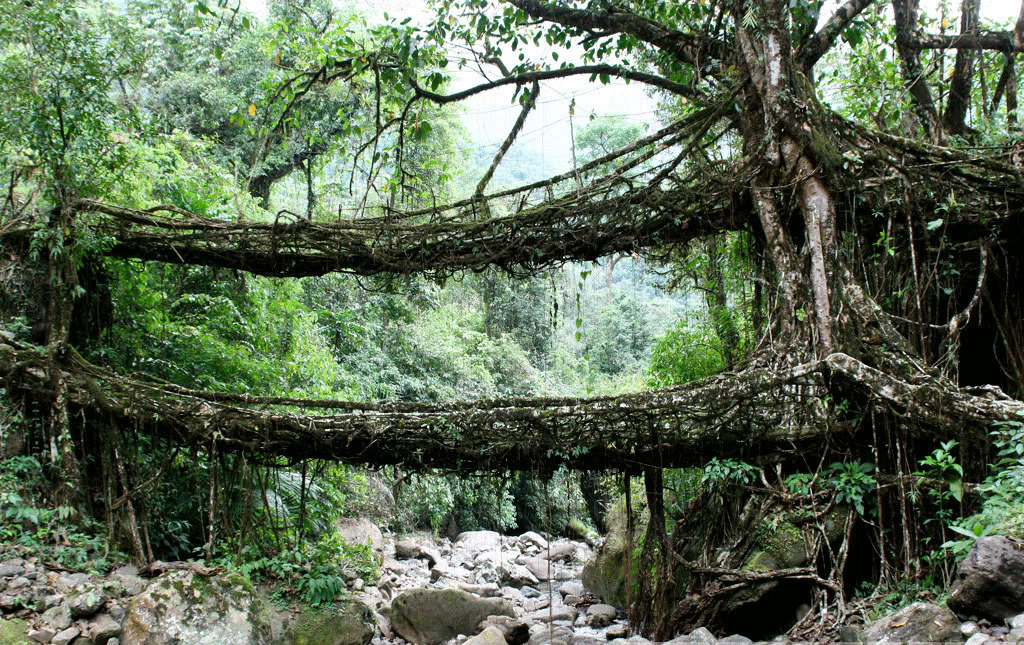 meghalaya-puentes-raiz-01