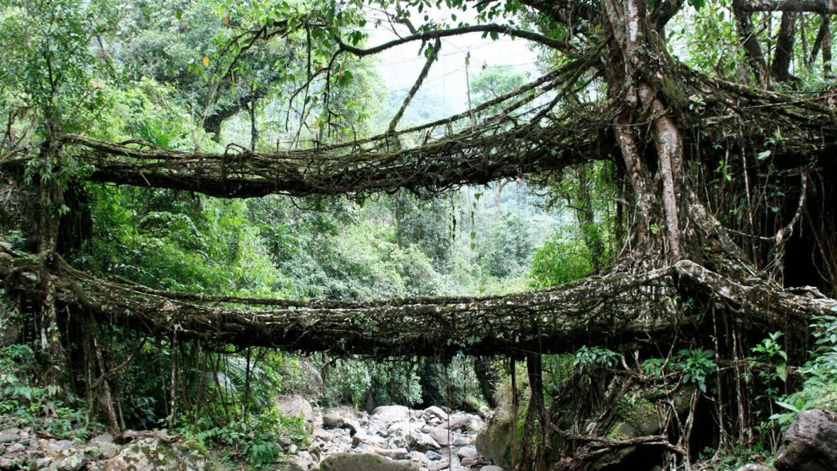 meghalaya-puentes-raiz-01