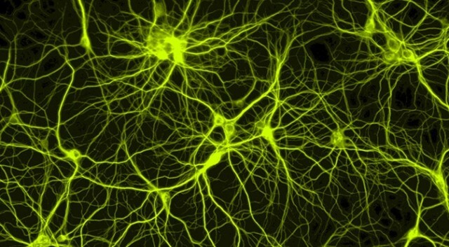 neuronas