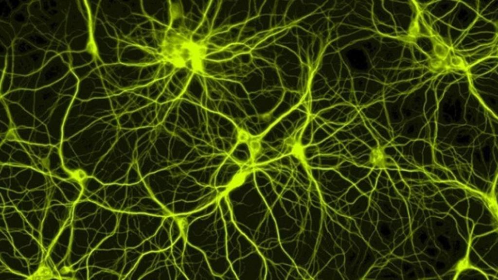 neuronas