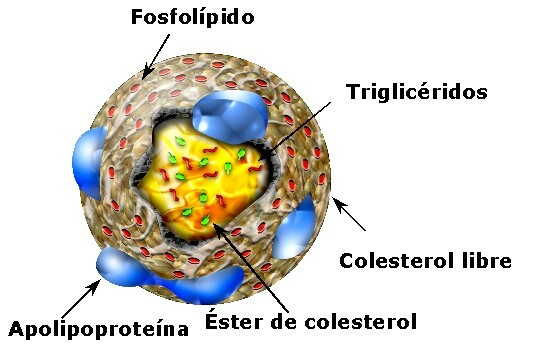 colesterol1le3