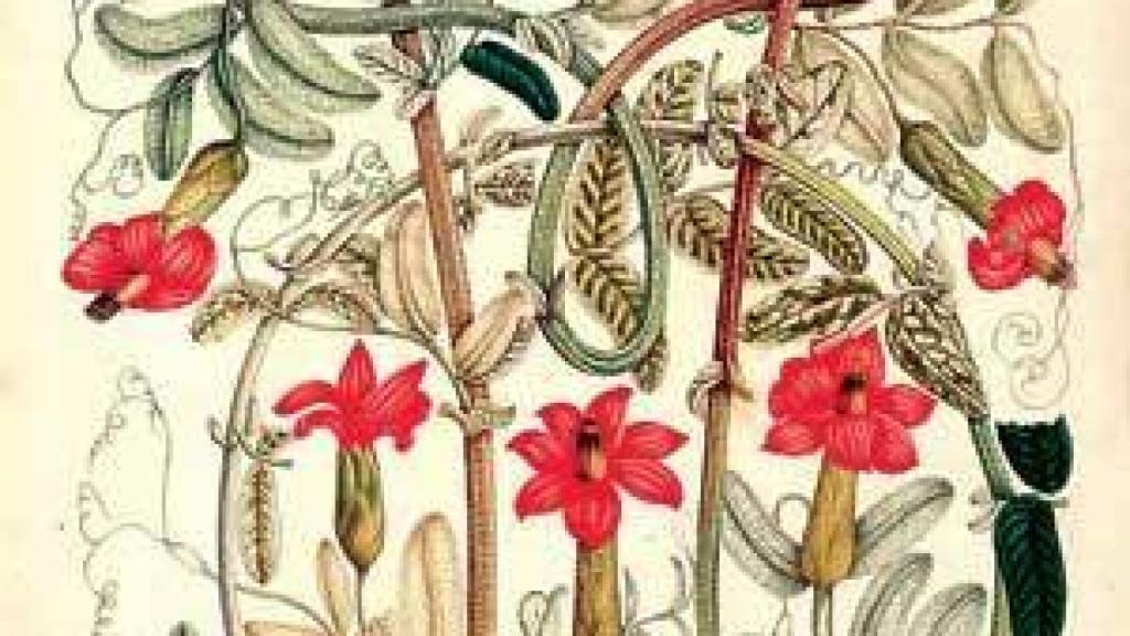 Image: El arte de Mutis