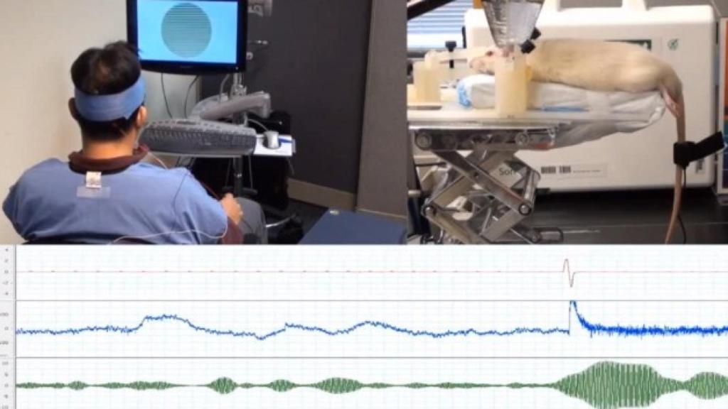human-rat-brain-to-brain-interface-640x353