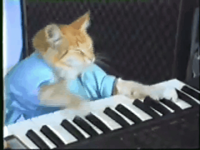 gato-gif