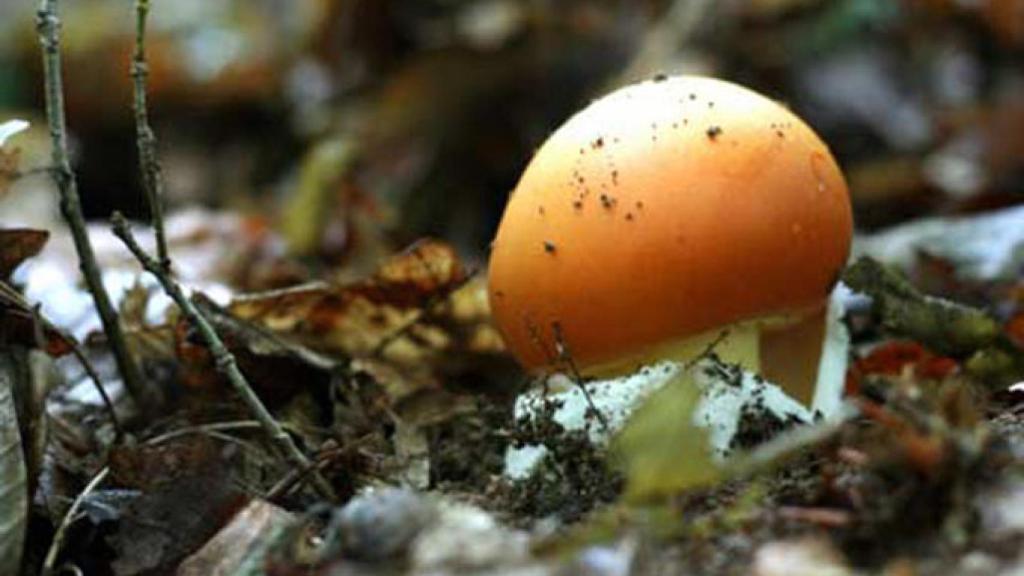 Fotografía de Cesta y Setas