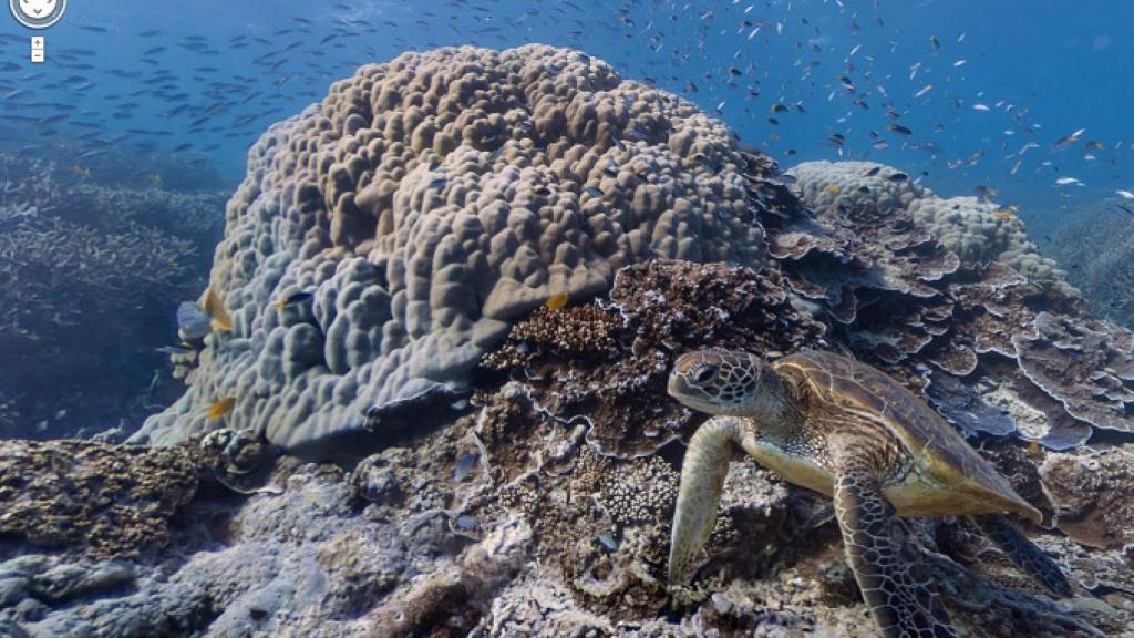 street-view-submarinismo-tortuga