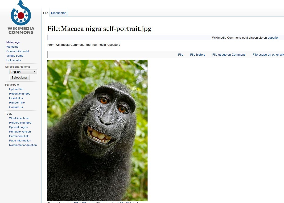macaco-wikimedia-2