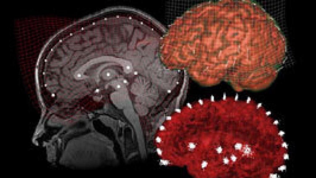 Image: La evolución premia la velocidad mental