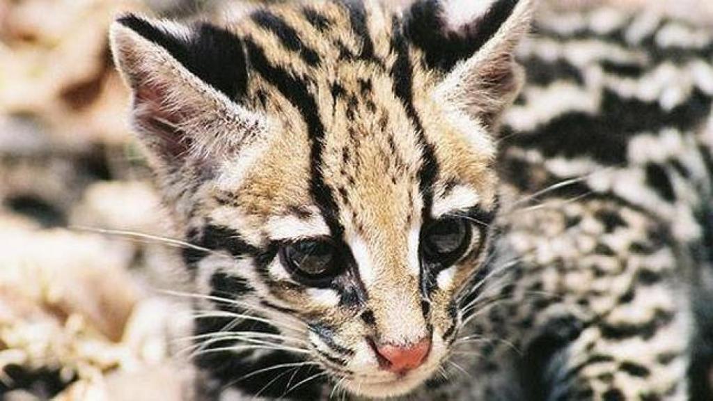 leopardo--644x362