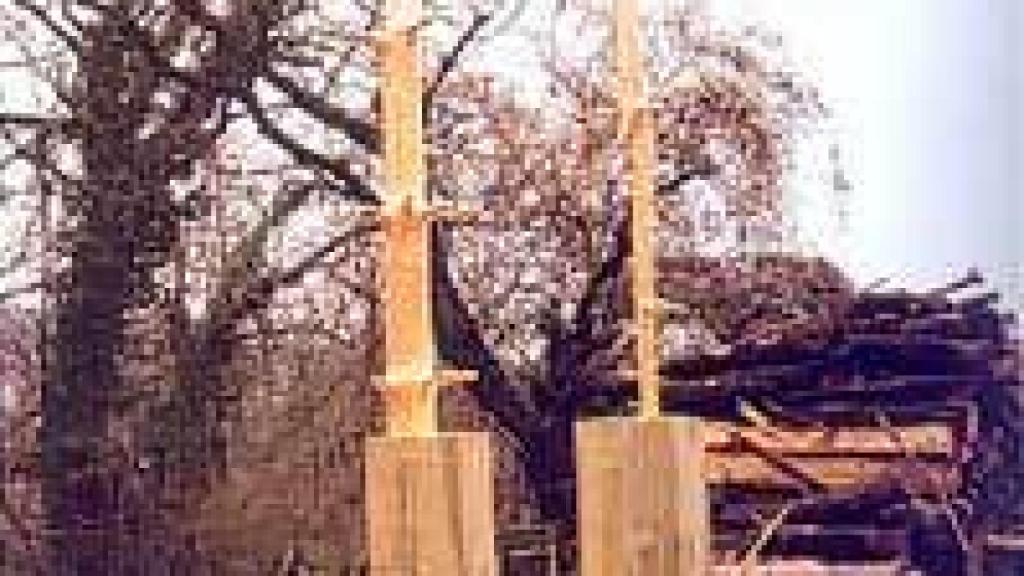 Image: Giuseppe Penone