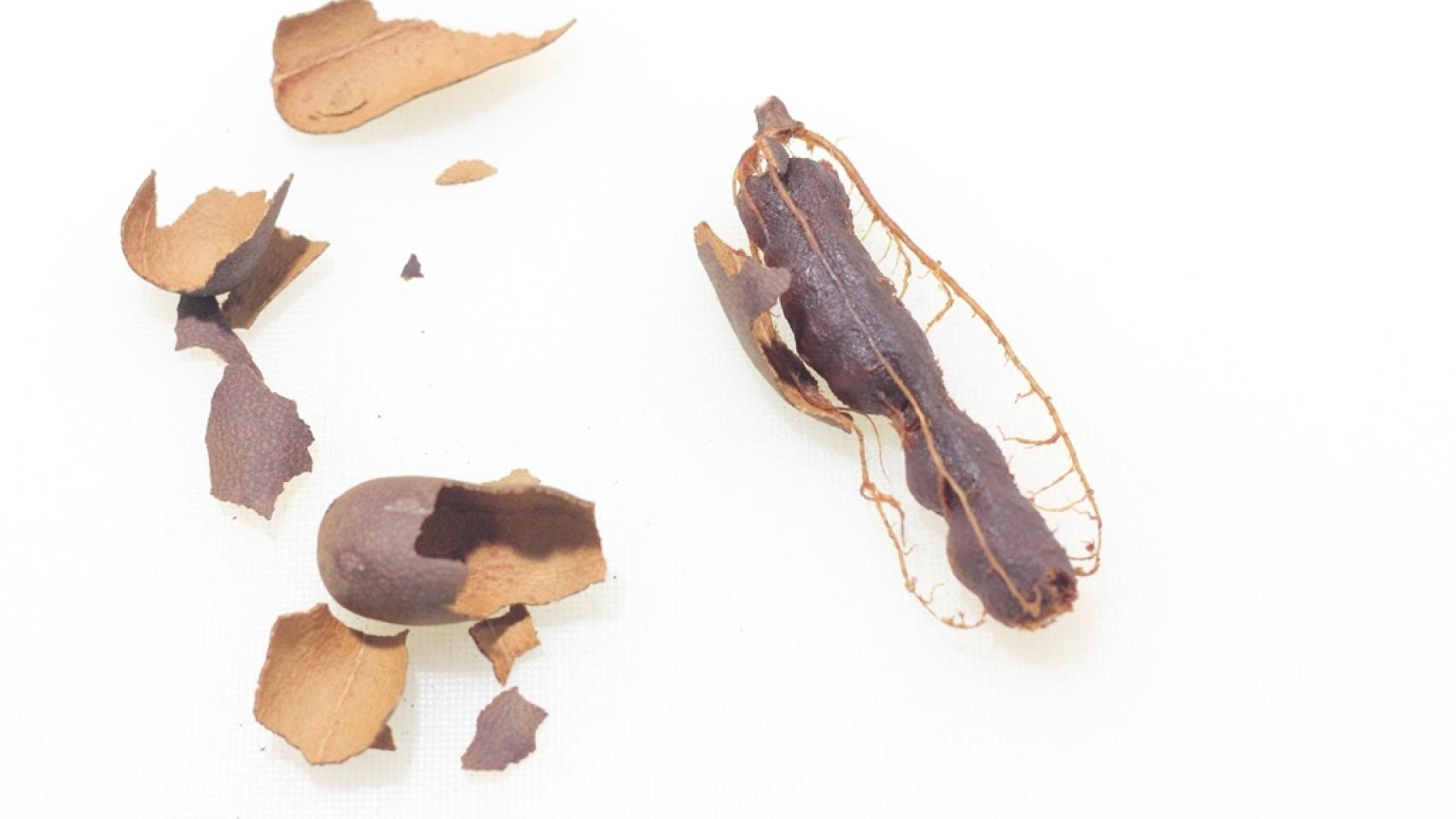 Abrimos las vainas de tamarindo