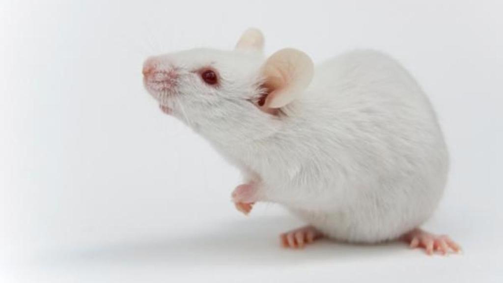 raton_lab