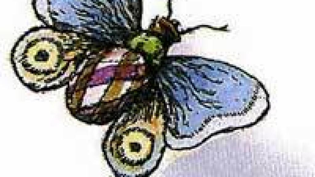 Image: Dos bobas mariposas