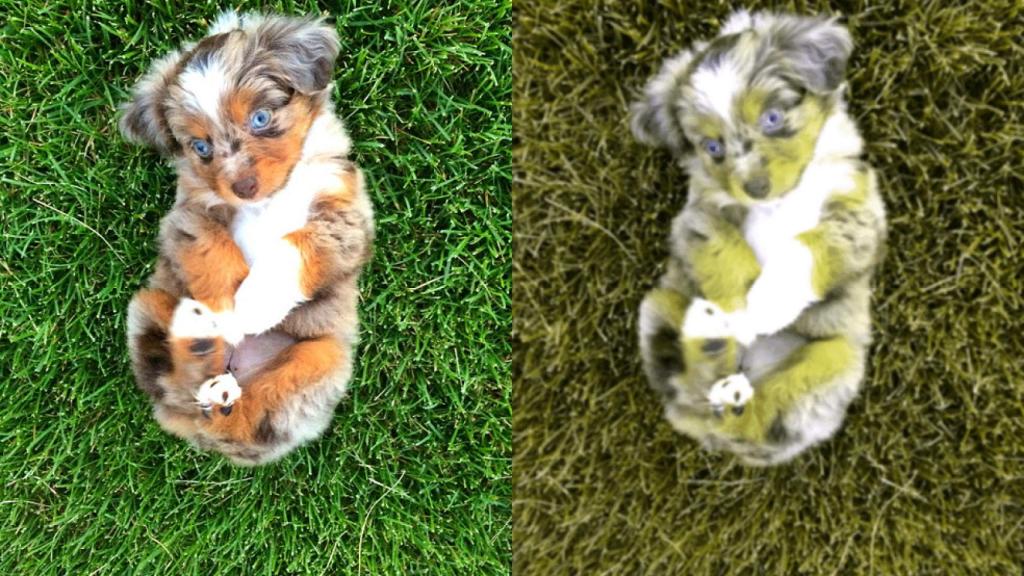 asi_ven_los_perros_2