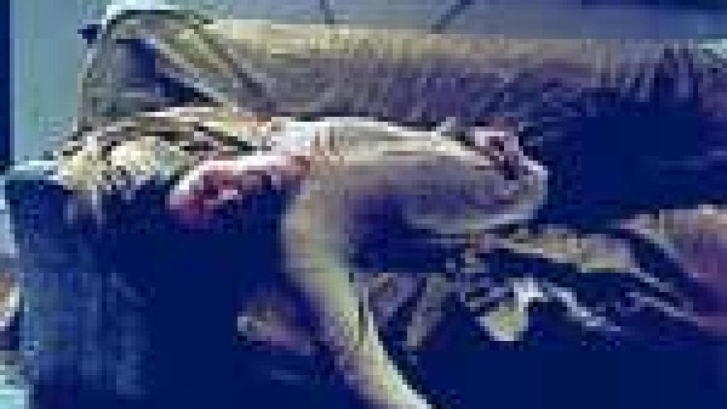 Image: Taylor-Wood, retablos de la lujuria