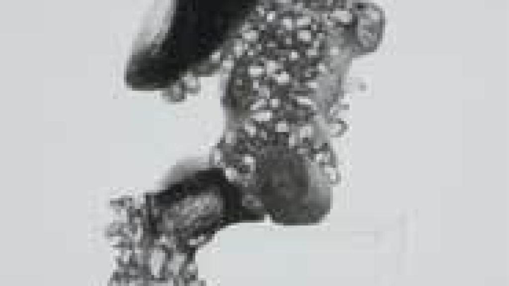 Image: Simon Starling. Cuttings (Supplement)