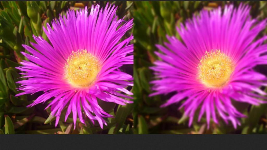 instagram-flor-tilt-shift