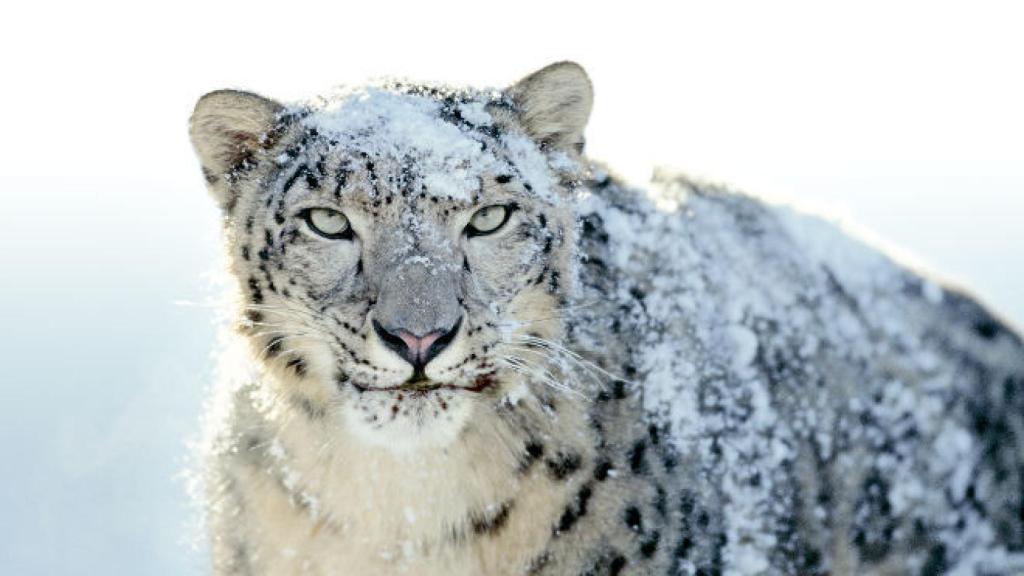 snow-leopard