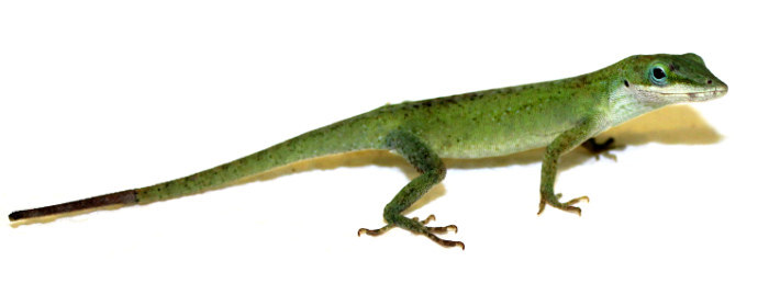lagarto