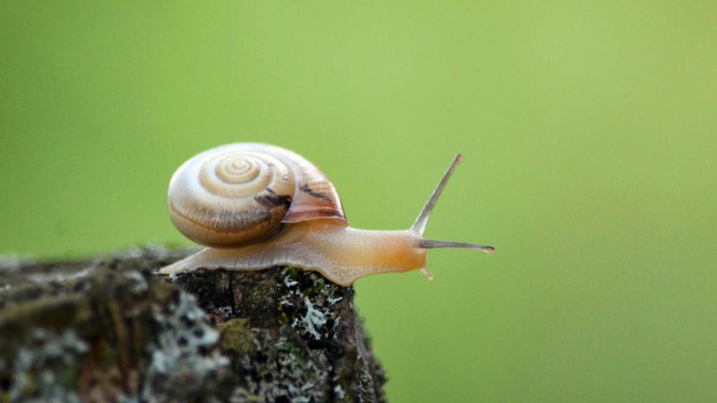 caracol