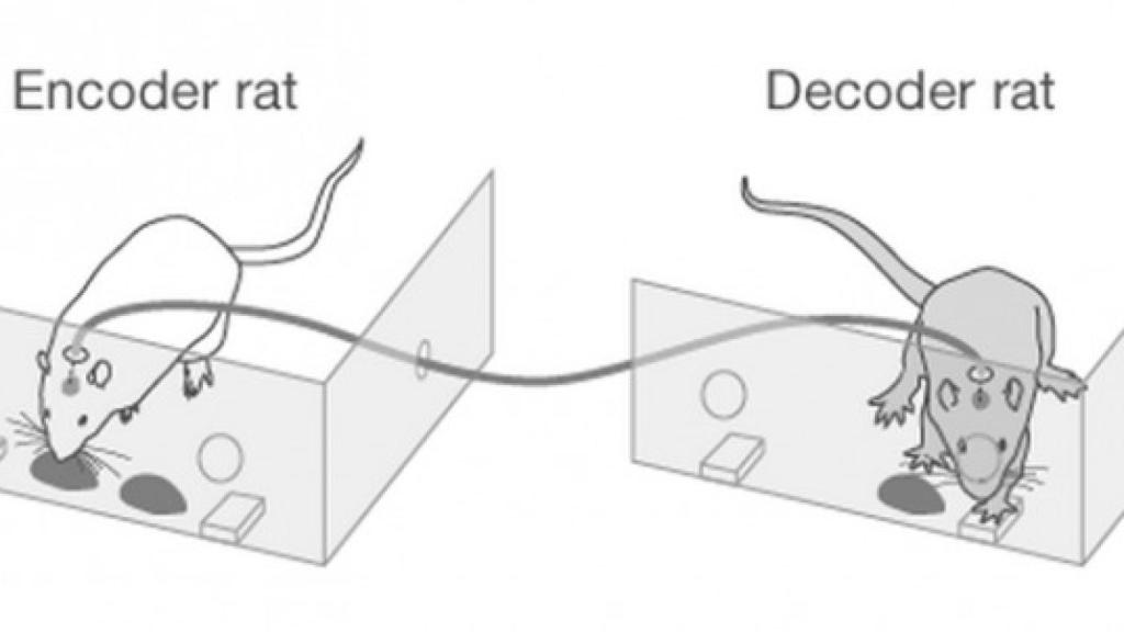 Ratas_conectadas_por_cerebro