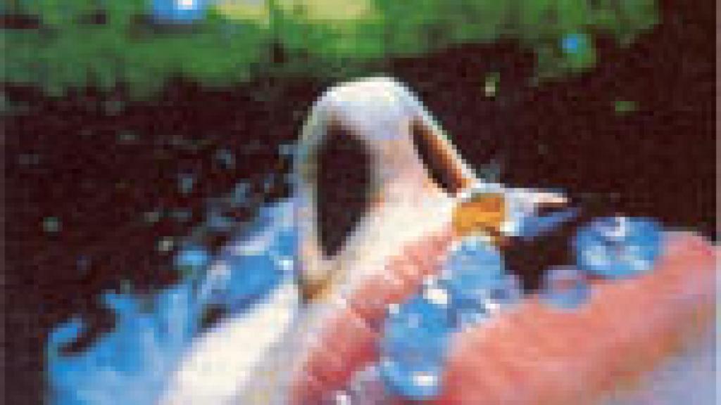 Image: Frente a PipilottÍ Rist