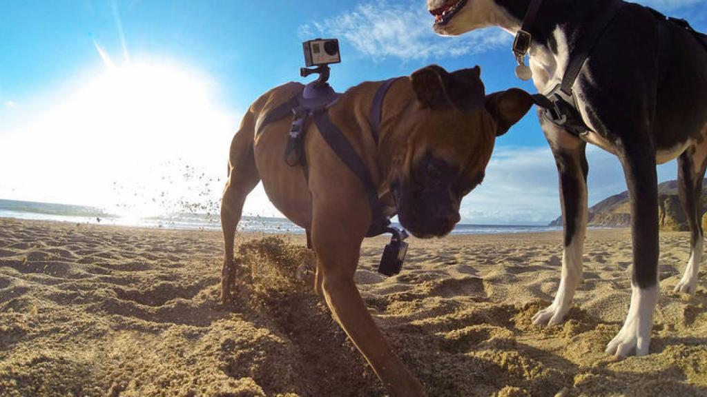 gopro-arnes-1