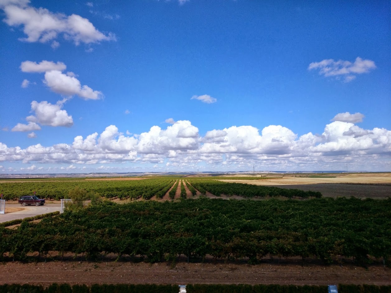 vino-rueda-vendimia-01