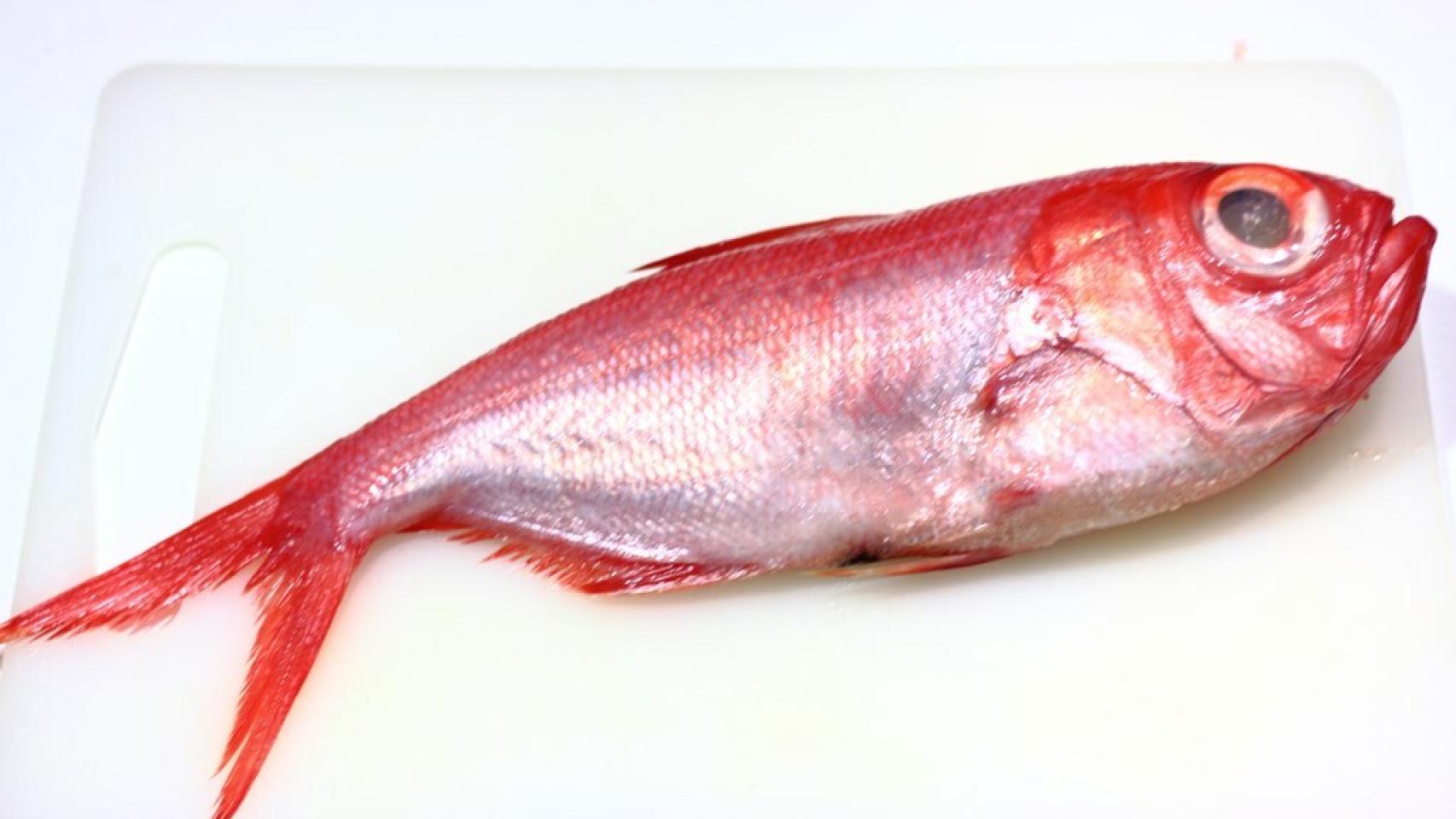 Palometa roja