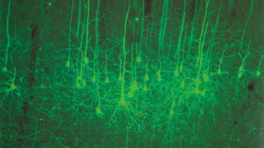 Image: Área 10, el refugio del Sapiens