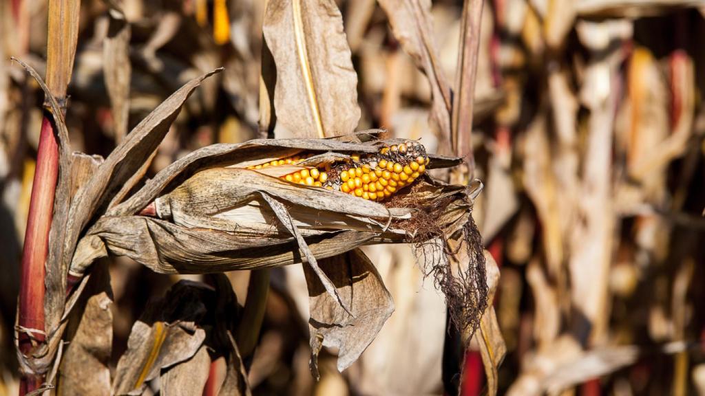 maiz-transgenico-1507-02