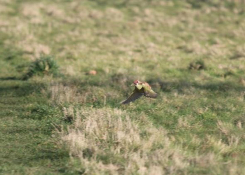 pajaro comadreja meme 2