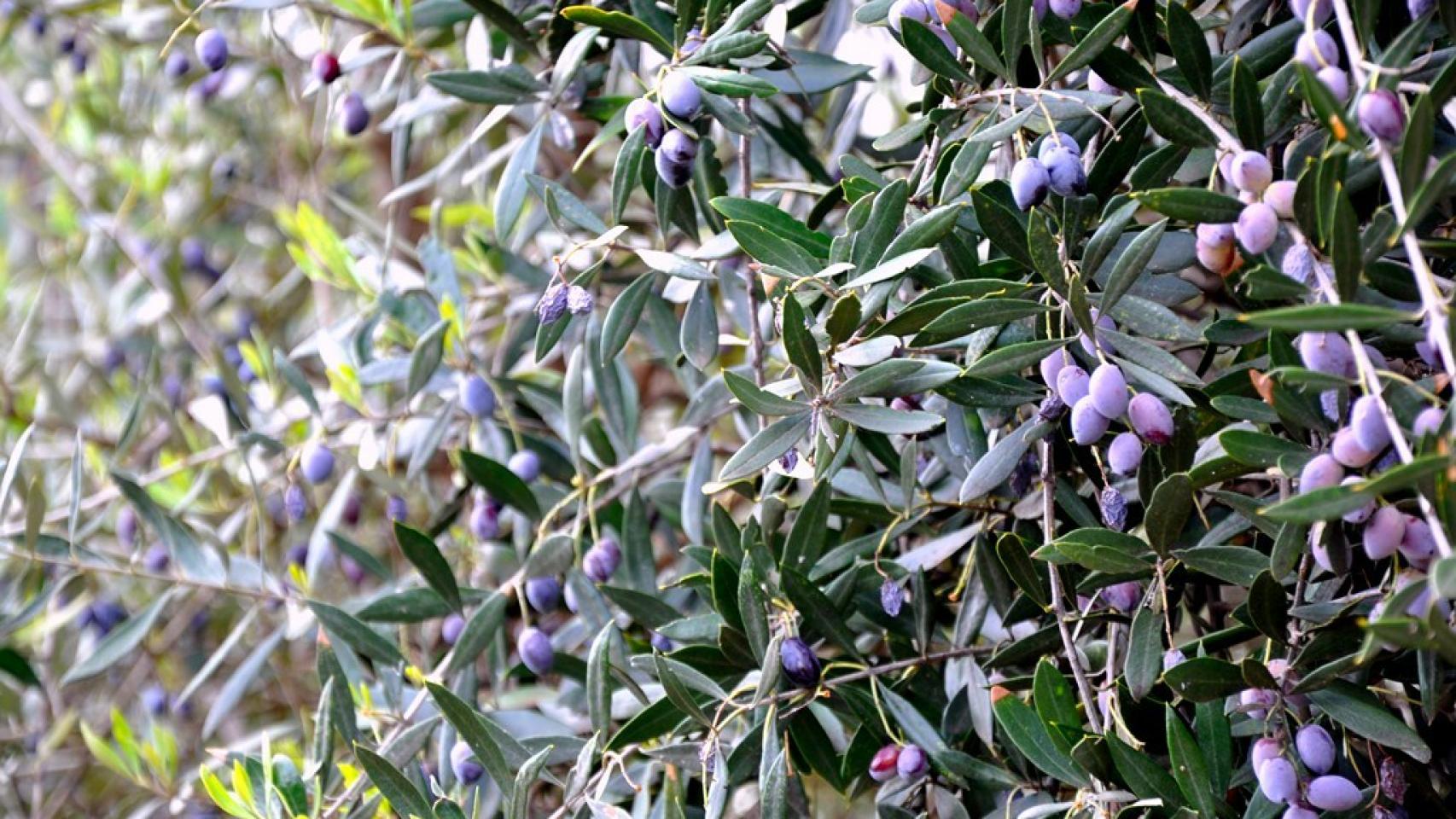 aceite-oliva-virgen-extra-01