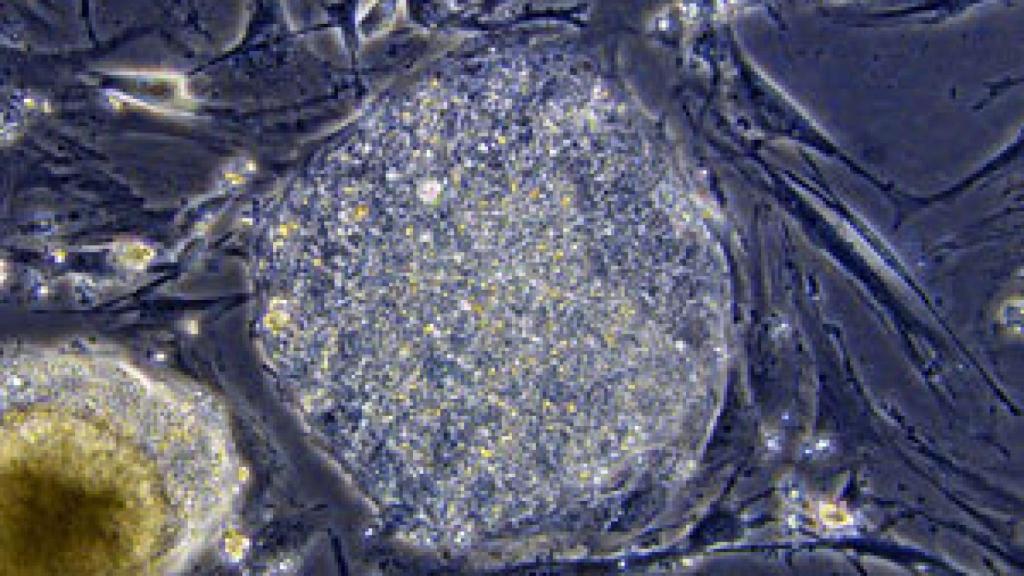 Image: Europa debate