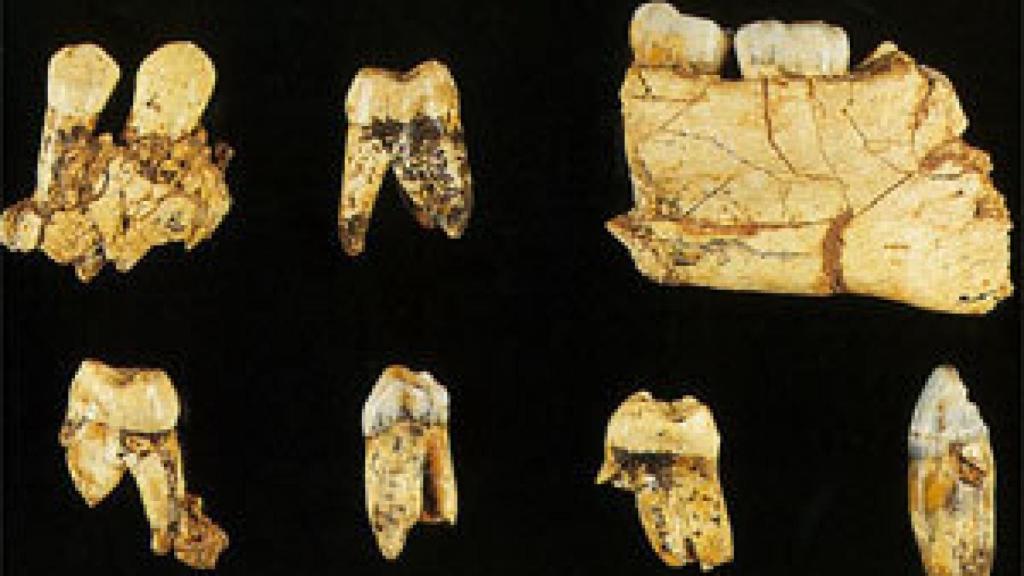 Image: El reloj biológico de los dientes