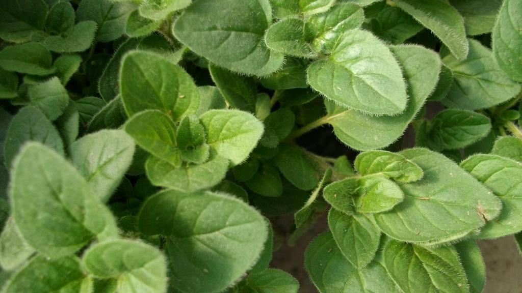 greek-oregano