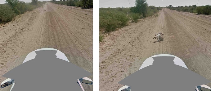 burro-street-view-01