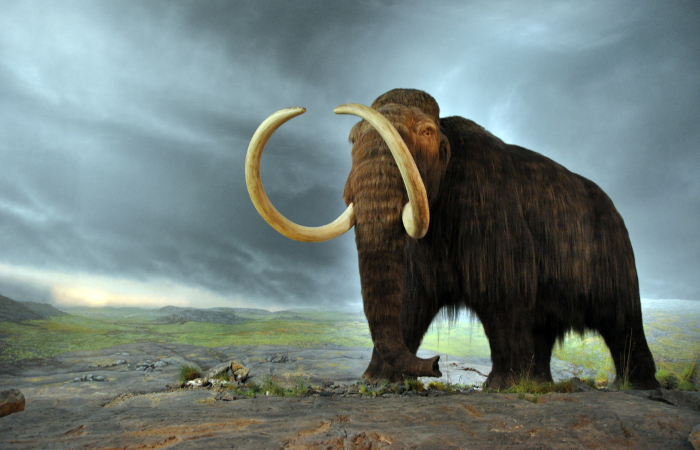mamut-2