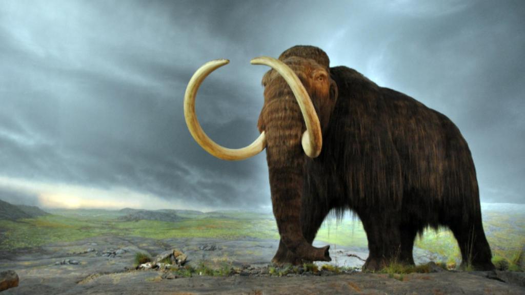 mamut-2