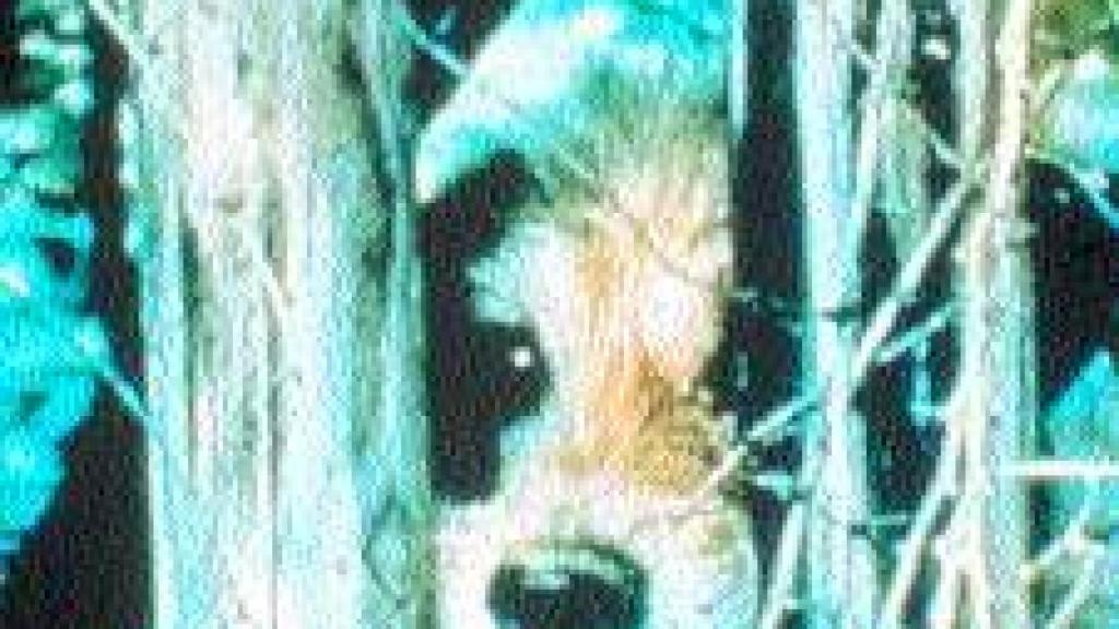 Image: Fischli&Weiss