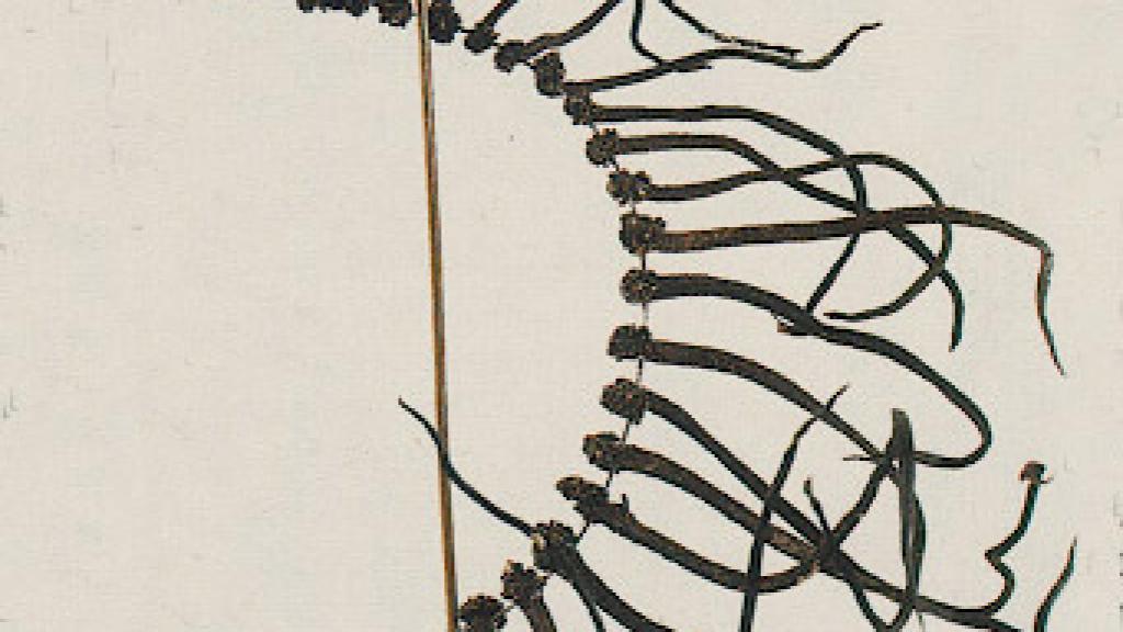 Image: Adolfo Schossler