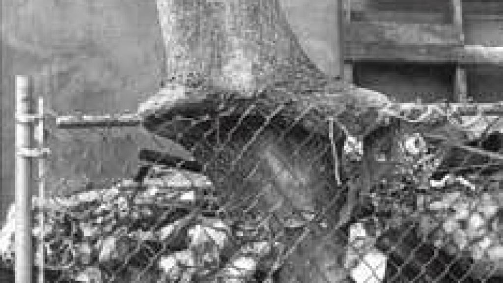 Image: Cómo mira Zoe Leonard