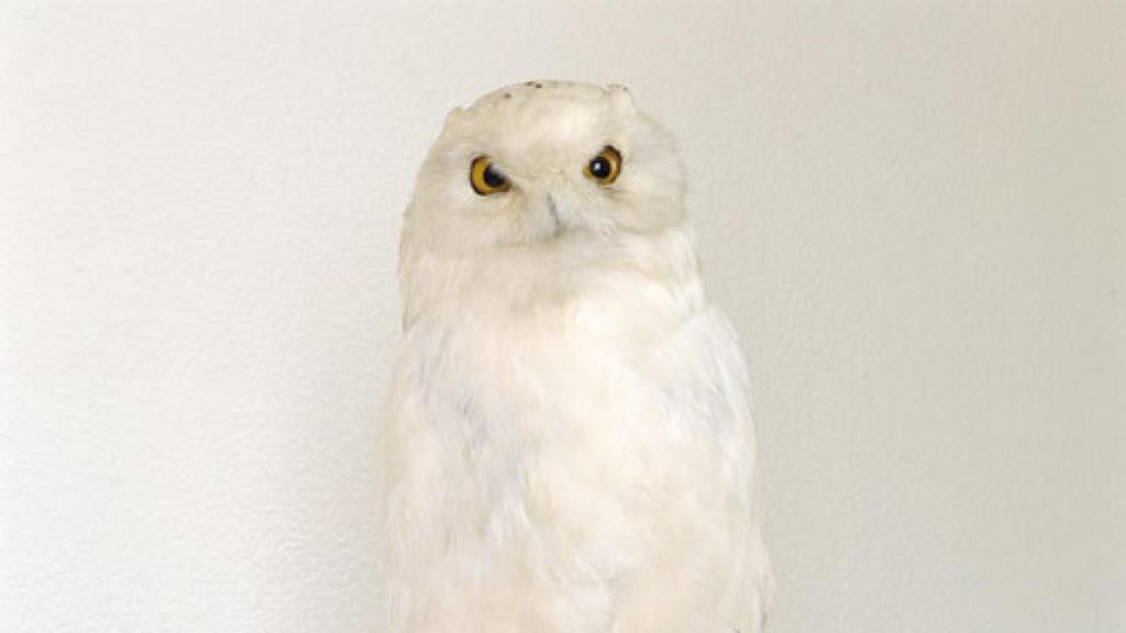 Image: Roni Horn: el agua y el espejo