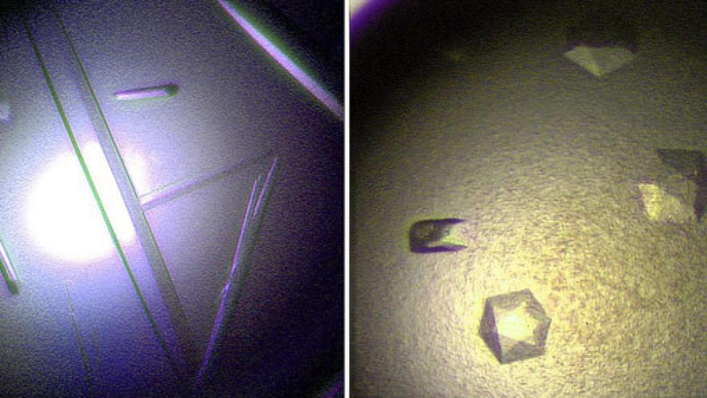 Image: Ébola, alerta en los laboratorios