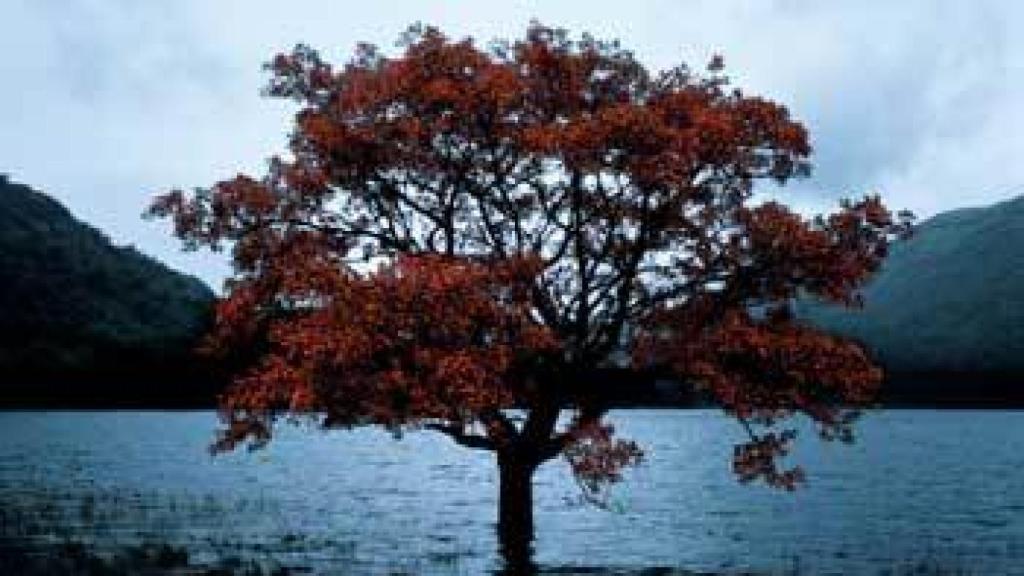 Image: Mayte Vieta y el árbol de la creación